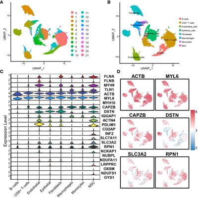 Impact of disulfidptosis-associated clusters on breast cancer survival rates and guiding personalized treatment